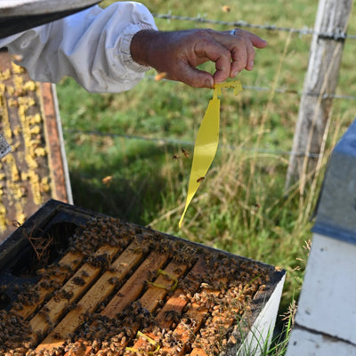 Potential side-effects of synthetic miticides on honeybees