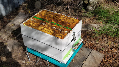 Queen Cage Frames to create brood breaks and healthy hive management.