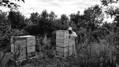 Step-by-step guide to start Beekeeping