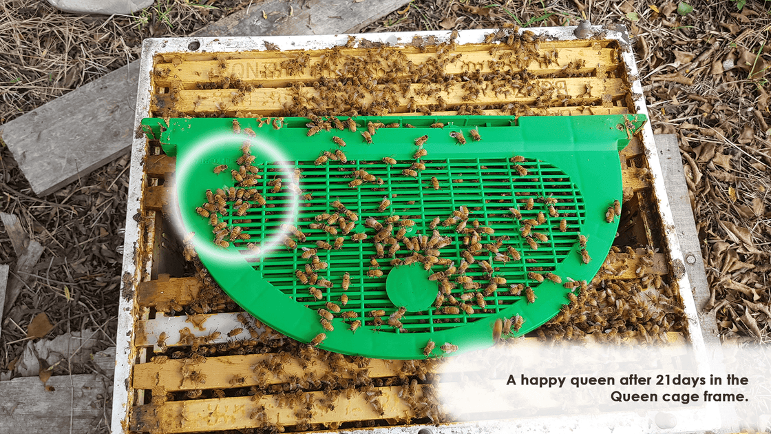 Queen Rearing Tools – Cages, Markers, Catchers & More | Beequip