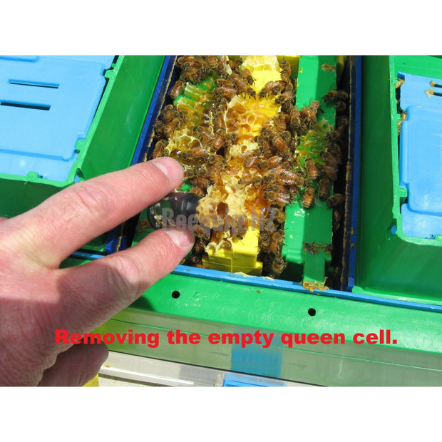 Technosetbee Q8 - Queen Mating Nucleus
